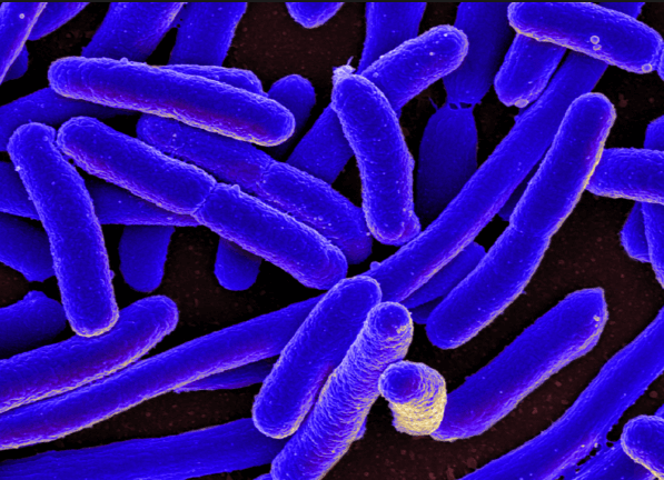 Descobertas novas bactérias intestinais: os cientistas estão pesquisando uma cepa que mostra potencial para aumentar a perda de peso