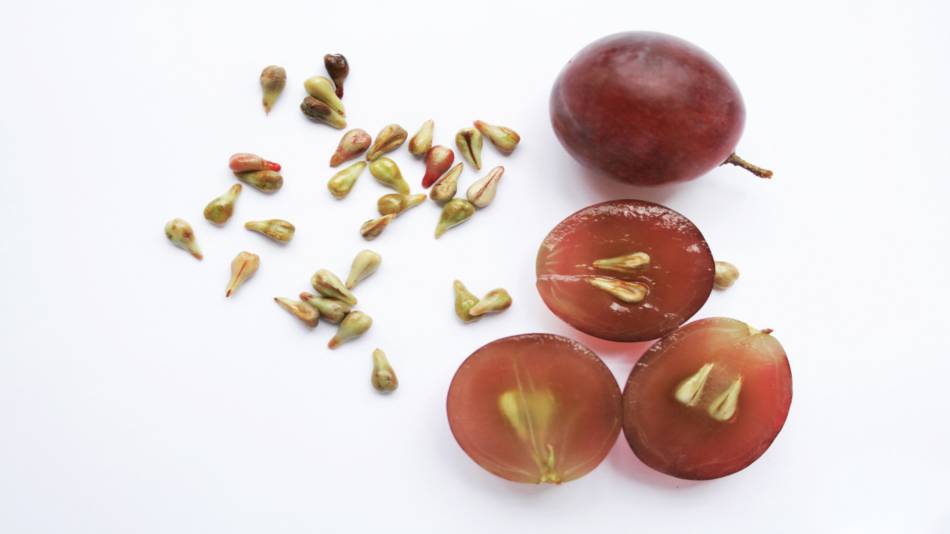 Extrato de semente de uva mata 76% das células cancerígenas da leucemia em 24 horas