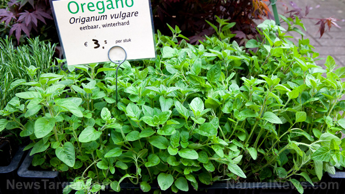 Oleo de oregano 1