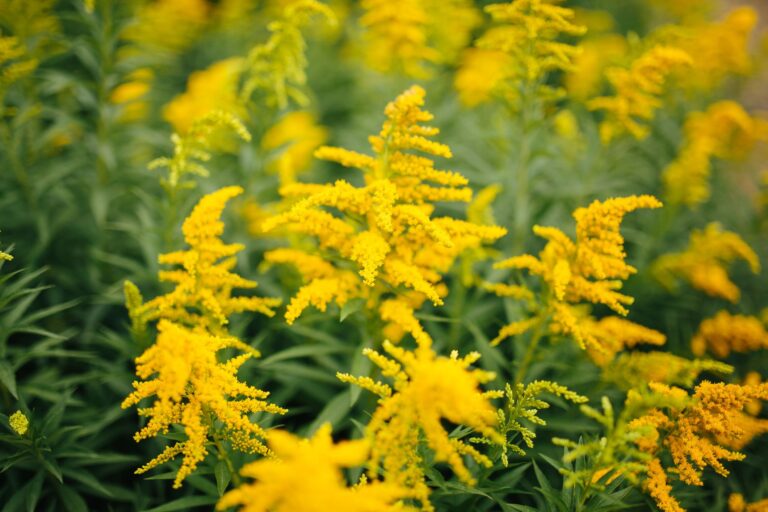 goldenrod 5c6196c7c9e77c0001d31fd9