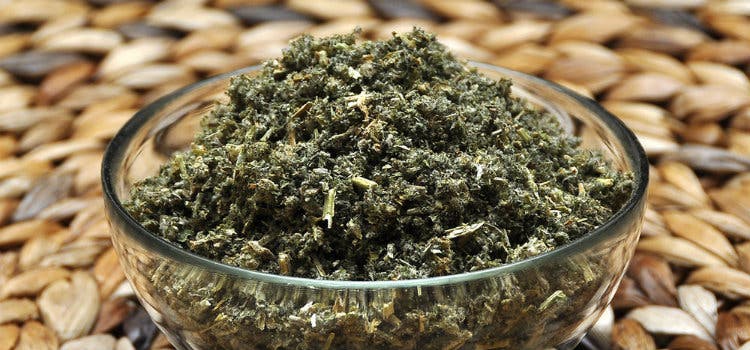 marroio cha erva medicinal