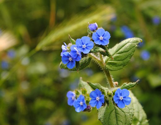 Alkanet