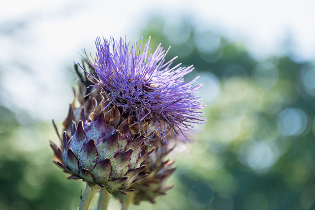 cardoon